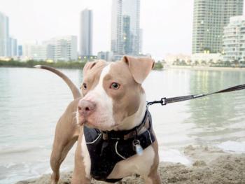 Heart disease in puppy found in veterinarian screening