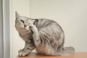 The itchy cat challenge