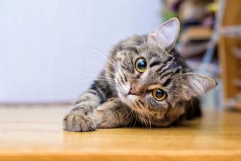 cat lying down / Elvira / stock.adobe.com