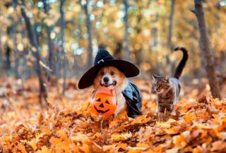 Keeping pets safe from toxins this Howl-o-weekend