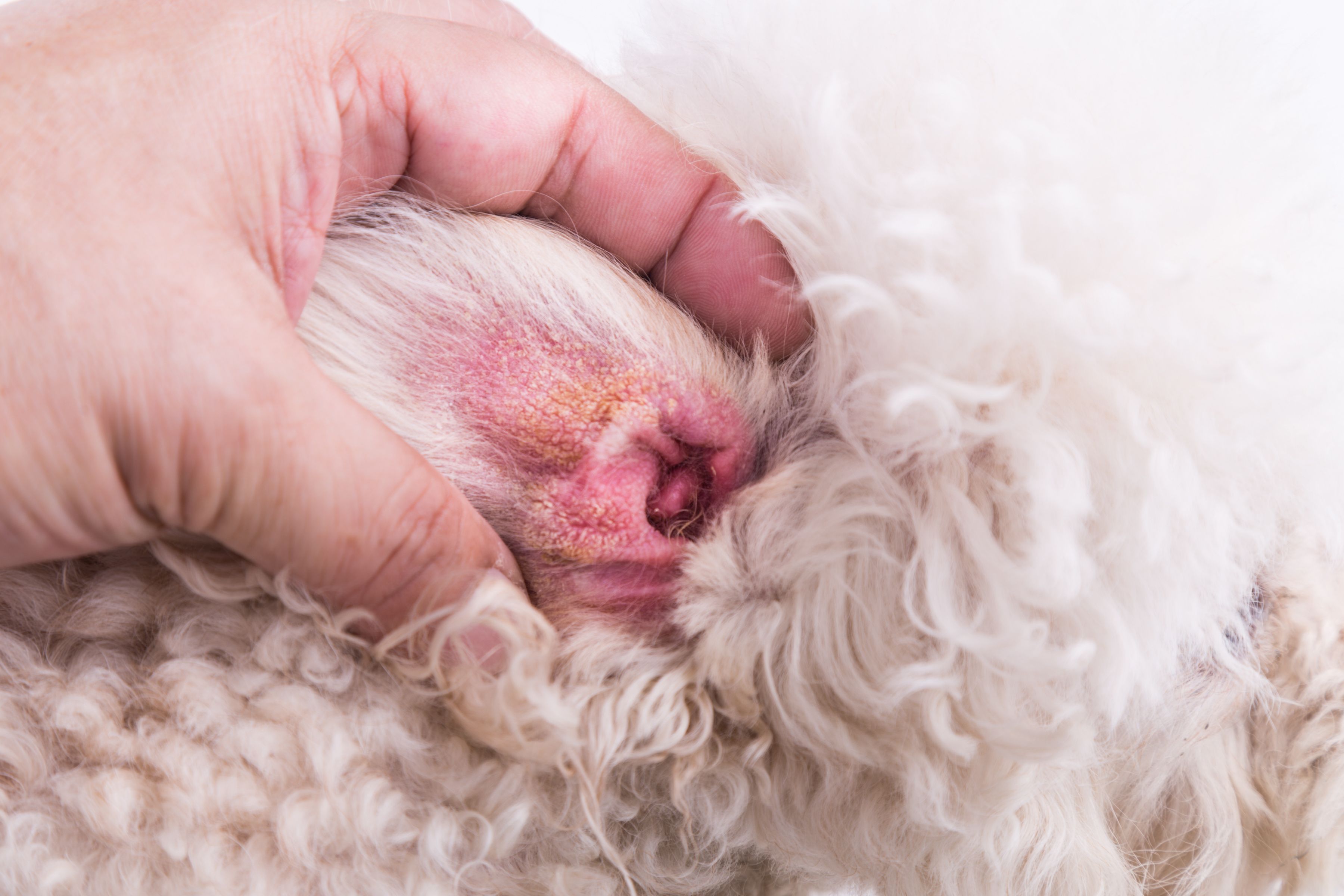 Study reveals Zymox Otic Plus is beneficial and effective Study reveals Zymox Otic Plus is beneficial and effective