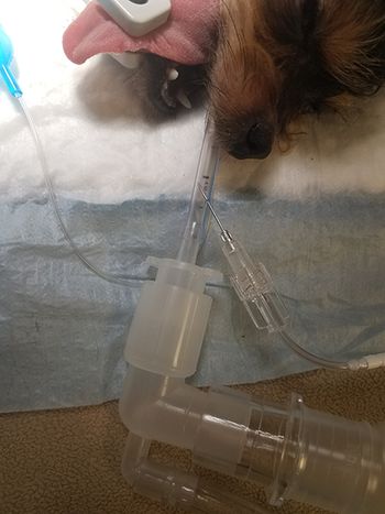 veterinary_McNerney_ETCO2_tip_20190405_121756_450.jpg