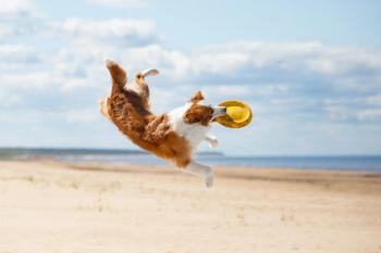 Sand impaction in dogs