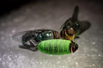 Sterile fly