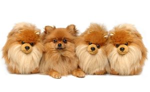 pomeranian-fake-450.jpg