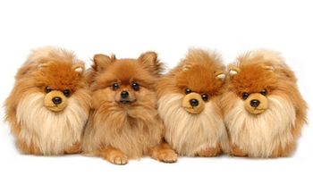 pomeranian-fake-450.jpg