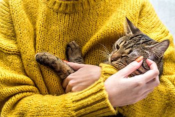 Veterinary-cat-hold-AdobeStock_239295124_450.jpg