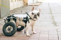 Canine IVDD