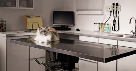 veterinary_ve1112_cat_table_exam_room_sb10069313o-001-1_450px_.jpg