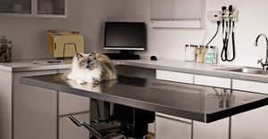 veterinary_ve1112_cat_table_exam_room_sb10069313o-001-1_450px_.jpg