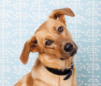 veterinary-Dog-with-head-cocked-indoors-138300290_450.jpg