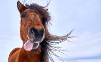 Horse sticking its tongue out