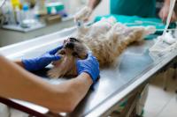 Veterinary technician