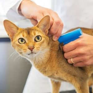 AVMA's 'Check the Chip' Day Urges Vets, Pet Owners to Ensure Microchip Data Is Up to Date