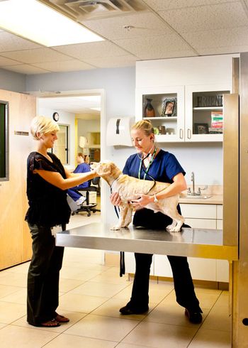 450-Coral-Springs-Animal-Hospital.jpg