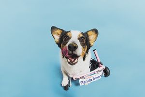 veterinary-dog-in-wheelchair-450px-shutterstock-709751713.jpg