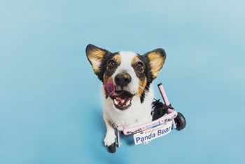 veterinary-dog-in-wheelchair-450px-shutterstock-709751713.jpg