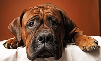 veterinary_dog_lay_vetm0211_200456192_450.jpg