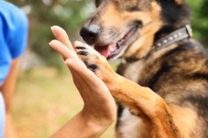 Commemorating International Day of Veterinary Medicine