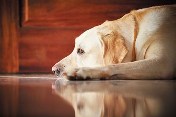 Veterinary_Veterinary_-yellow-lab_450px_1862756961430844660750.jpg