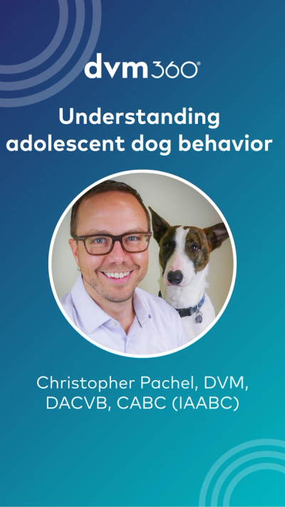 Understanding adolescent dog behavior