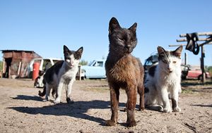 Veterinary-cats-stray-hoarding-AdobeStock_28921768_450.jpg
