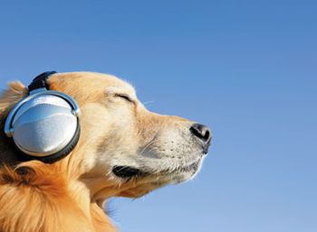 veterinary_dog_music_74150133_450.jpg