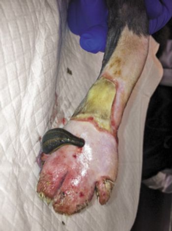 veterinary_leeches_Fig4_220px.jpg