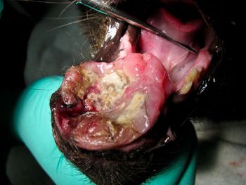 veterinary_figure7_460.jpg