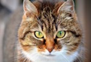 Factors Influencing Outcome in Shelter Cats with Panleukopenia