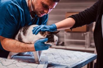 Relief veterinarian