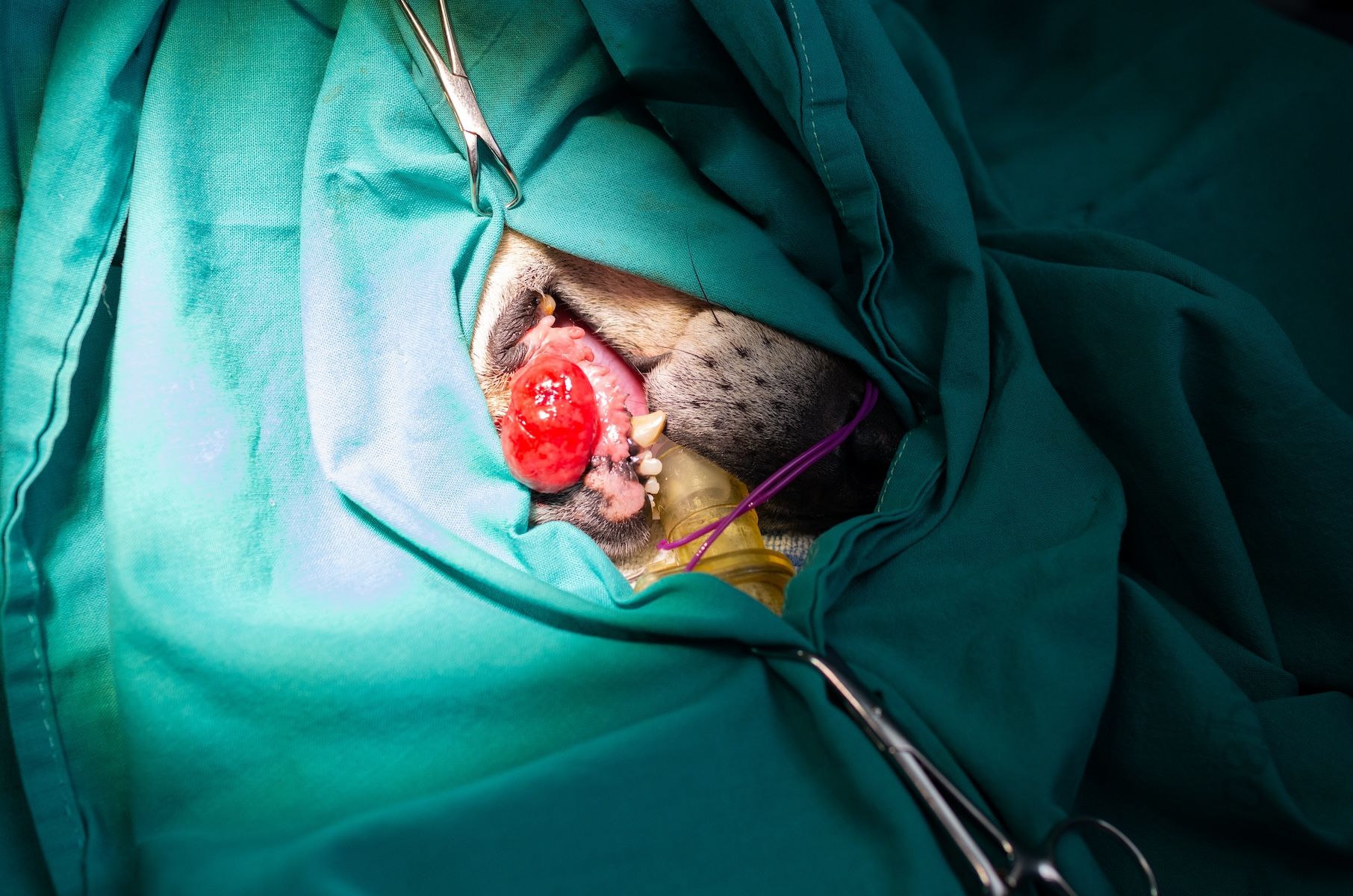 canine oral tumor