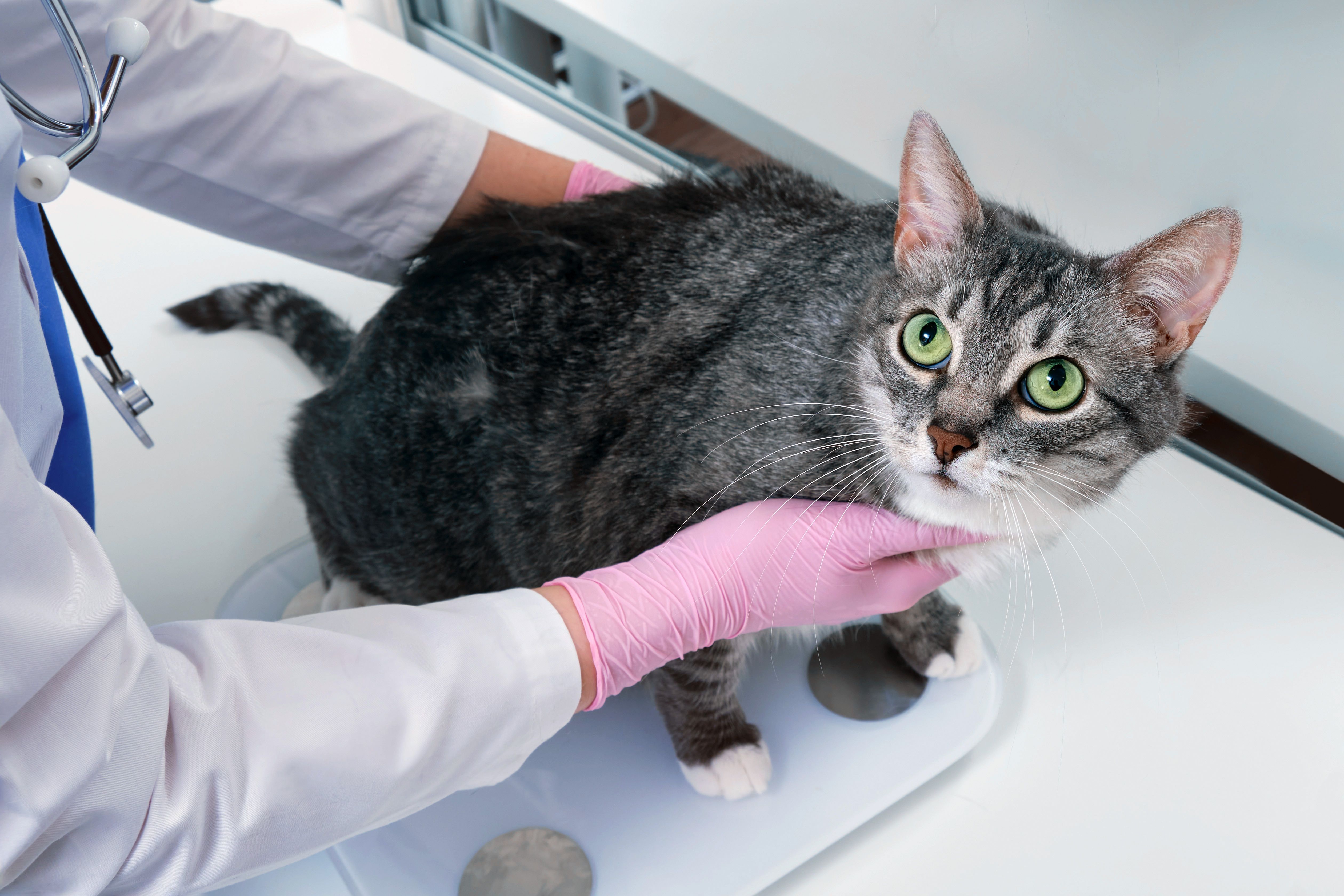 Mcs Cat Understanding body and muscle condition scoring