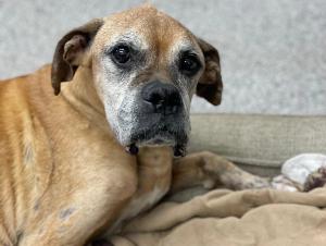 Is your practice seeing enough senior pets?