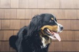 Study Examines Primary Rabies Immunization in Young Dogs