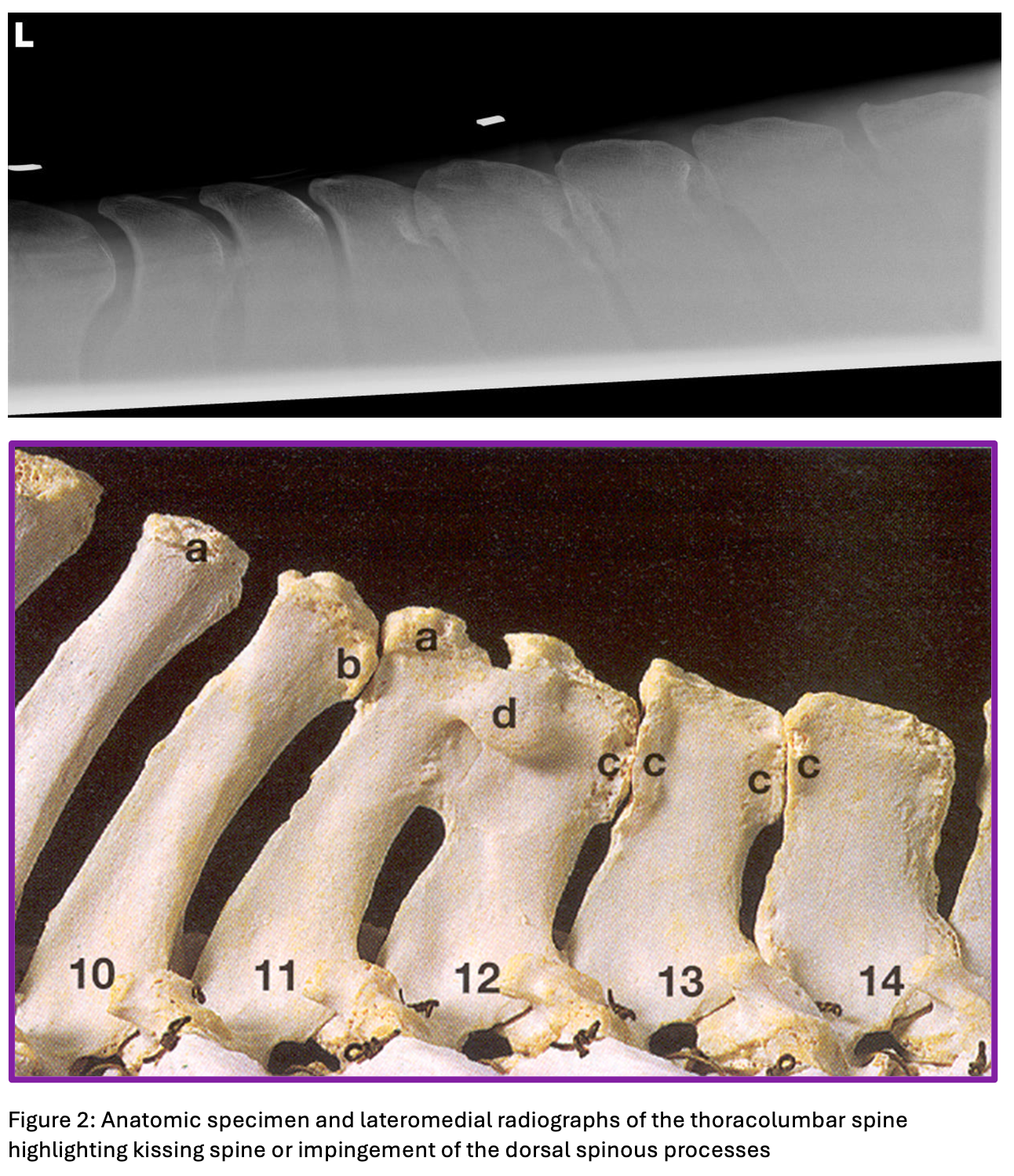 Anatomic specimen and lateromedial radiographs of the thoracolumbar spine 