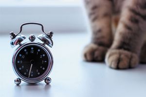 veterinary-cat-clock-shutterstock-286085336-450.jpg