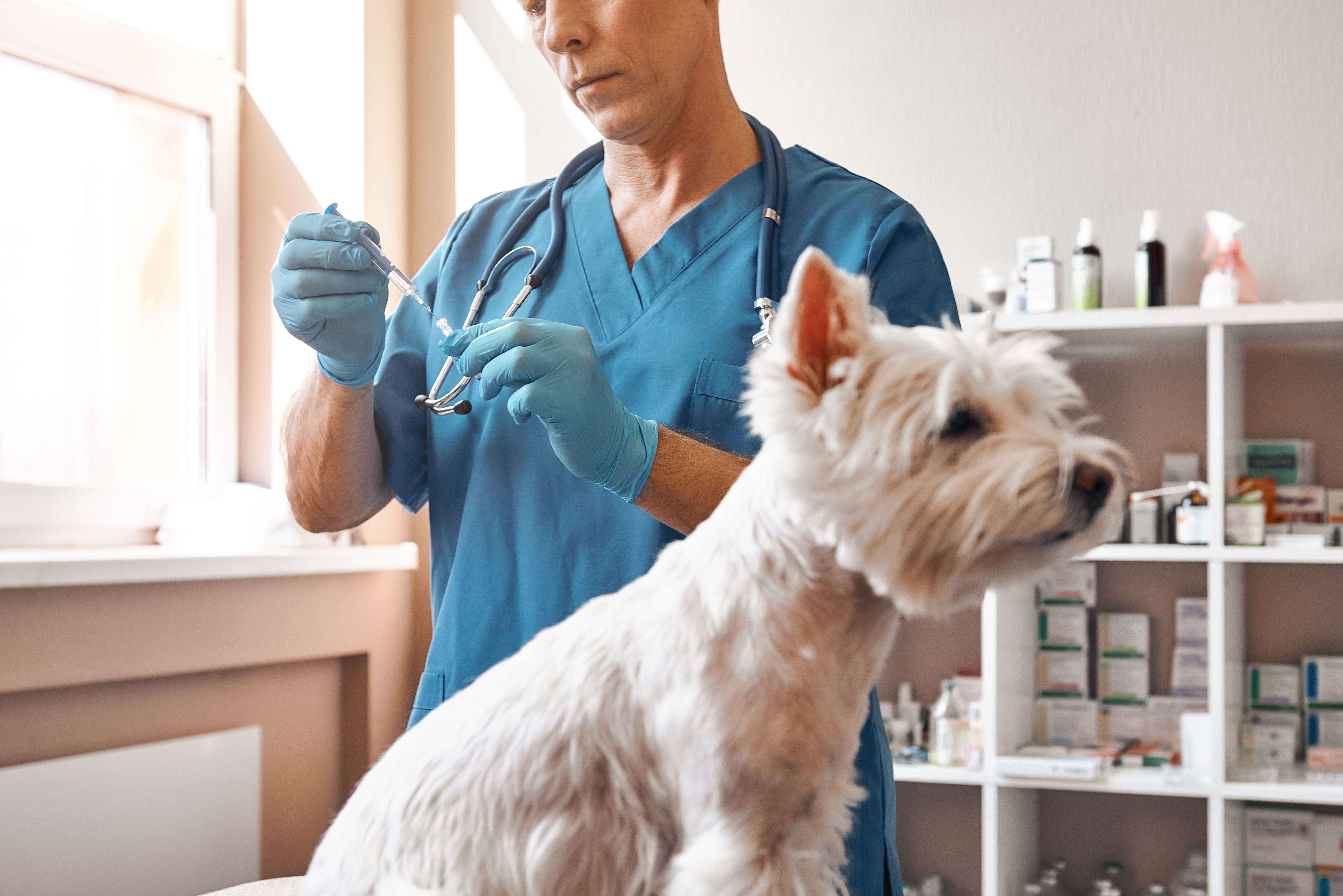 3 Essential Reads for World Animal Vaccination Day