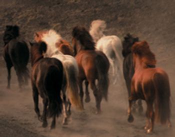 horse_run_dust_wild-757815-1384167817288.jpg