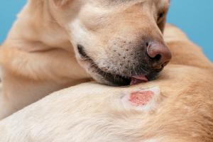 Neutrophils emerge as early players in canine atopic dermatitis flares
