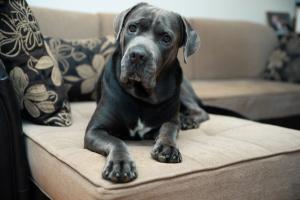 Primary bone tumors in dogs