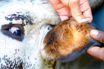 Cow with ticks