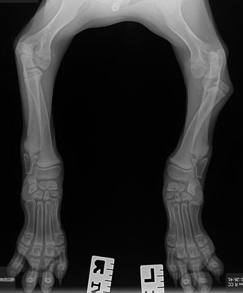 Cranial-Caudal-View-450.jpg
