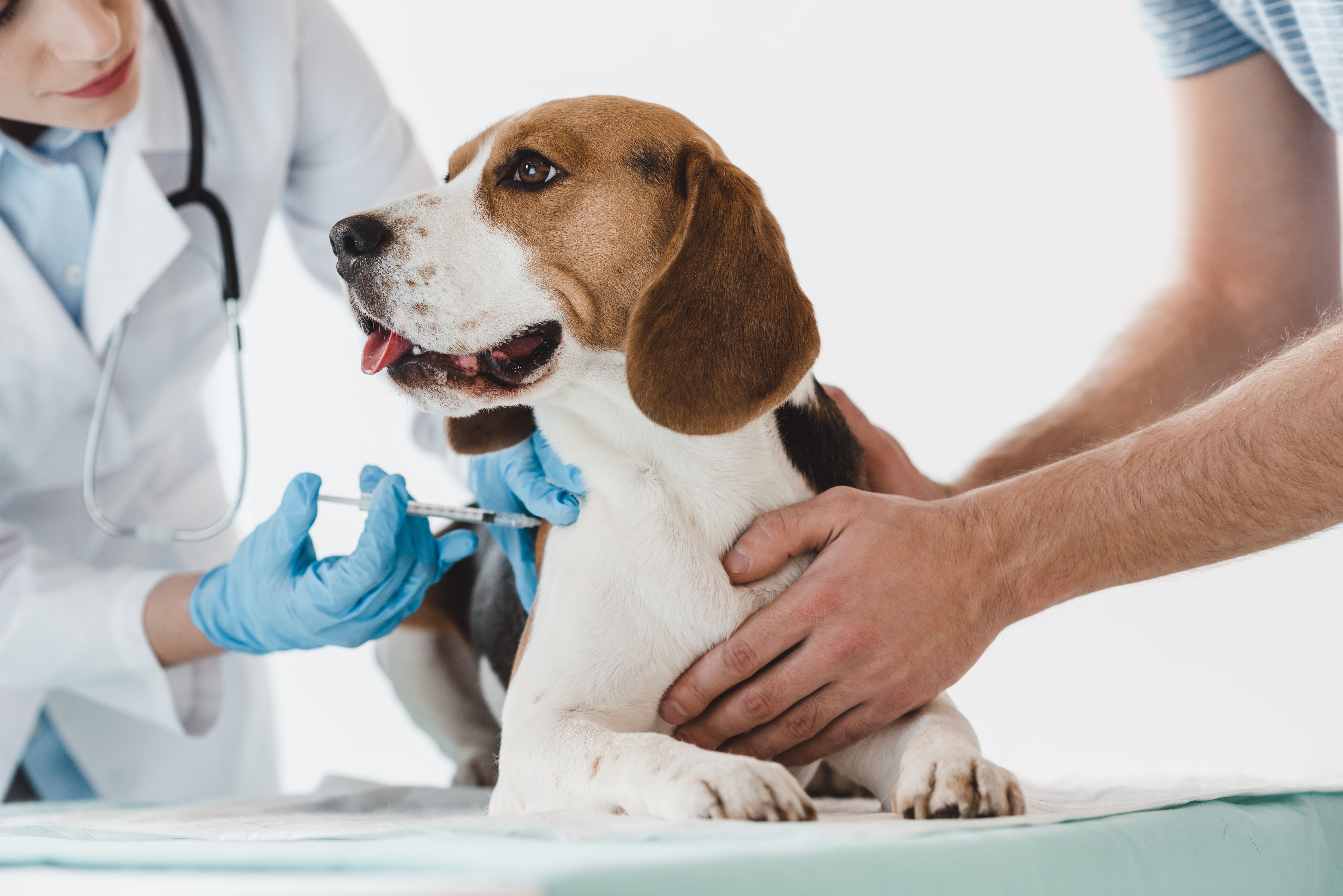 OA drugs for canines