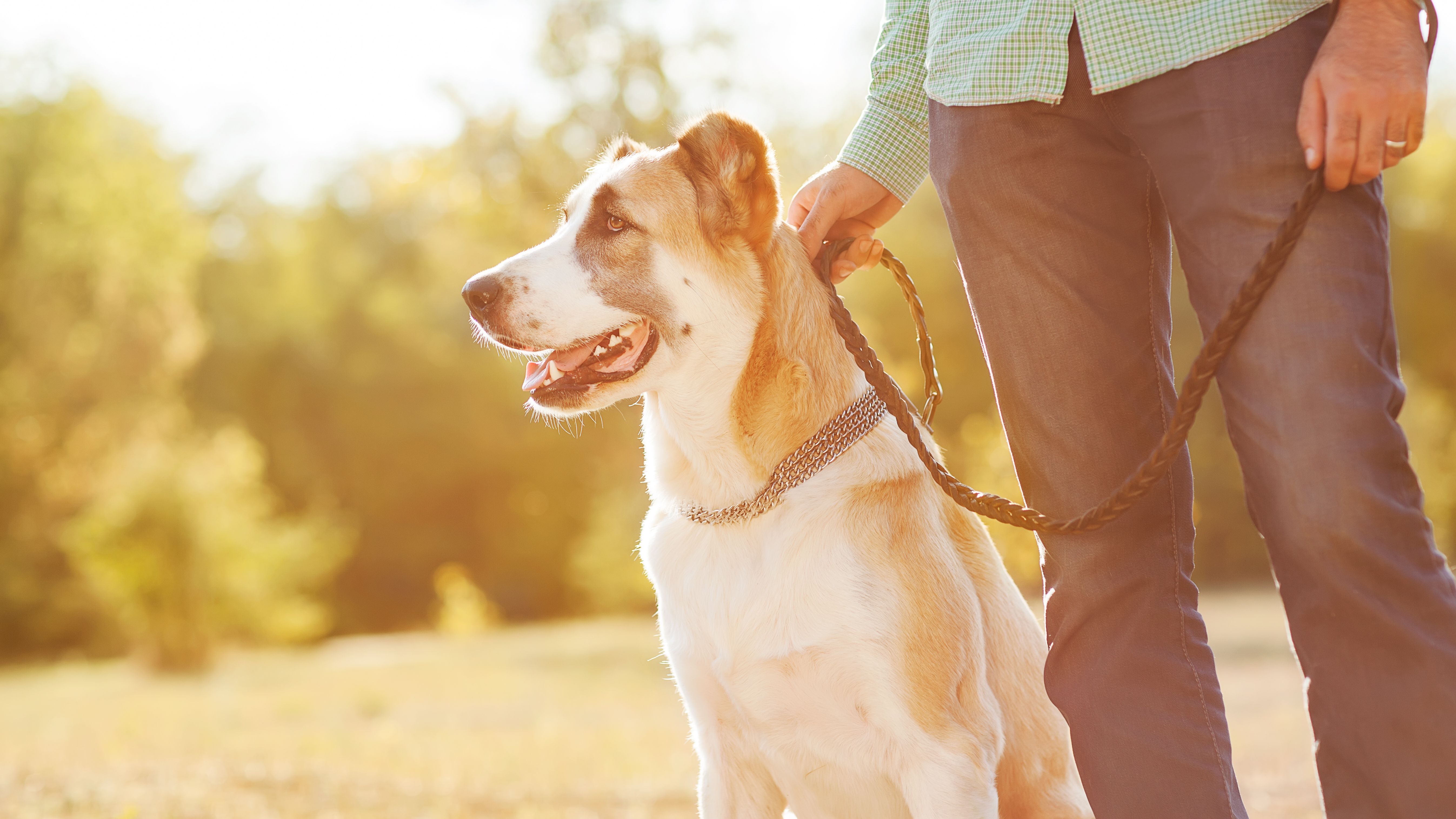 The Ins And Outs Of Petco Training Unlocking Associate Potential - 5e0la8g