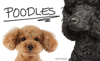 veterinary-dog-poodles-1_450-284-1.jpg