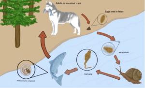 Trematode parasites 101