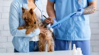 New report examines pet insurance's impact on US veterinary practices