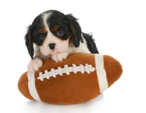 Photo: Willee Cole/Adobe Stock