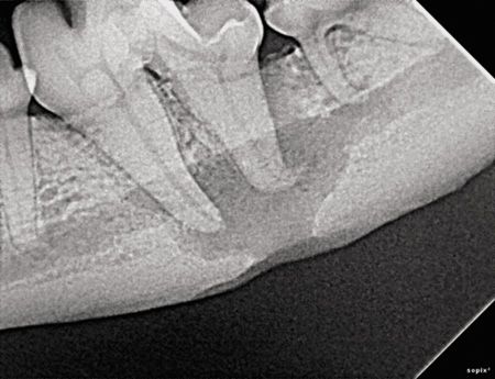 veterinary_Taney_Figure5_450px.jpg